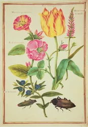 PD.109-1973.f23 Blumenstudien